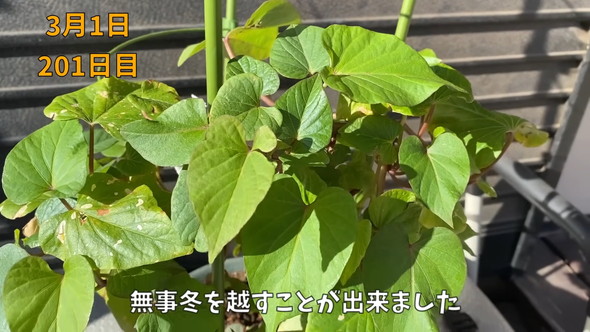 冬を越したさつまいも