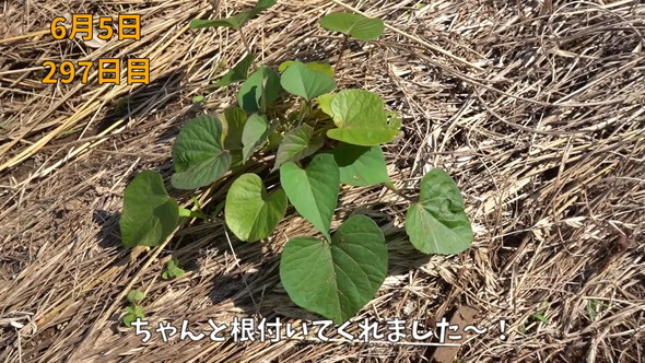 土に植え替えられたさつまいも