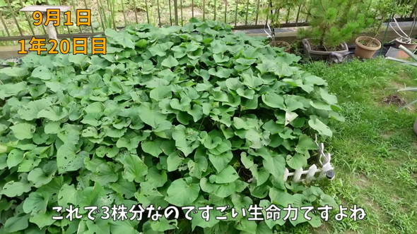 一面のさつまいもの葉