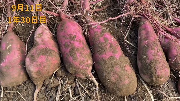 収穫されたさつまいも
