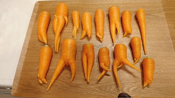 予想以上に強烈なビジュアルの規格外のニンジン