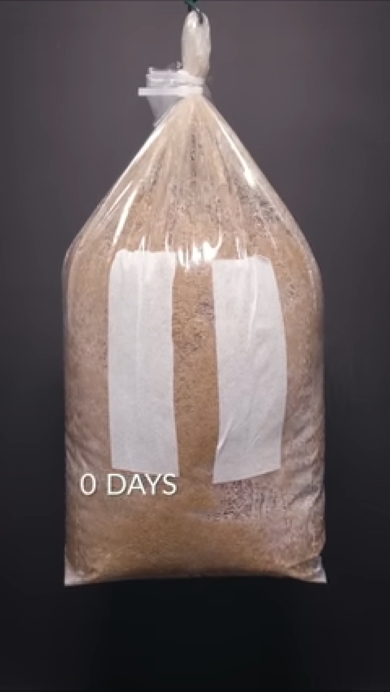 きのこのタイムプラス0日目