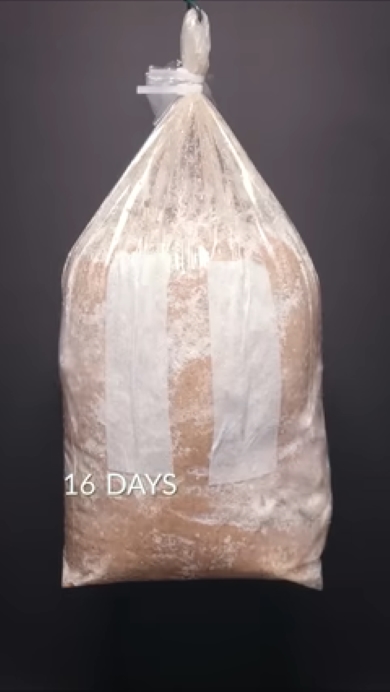 きのこのタイムプラス16日目