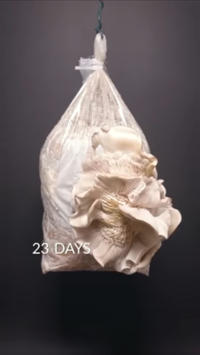 きのこのタイムプラス23日目