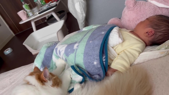 赤ちゃんをフミフミするニャンコ