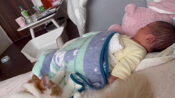 赤ちゃんをフミフミするニャンコ