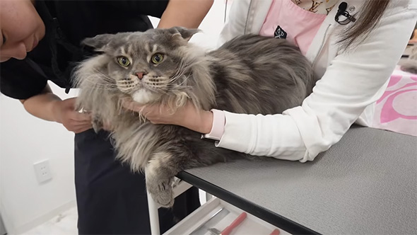 白い人の腕と猫