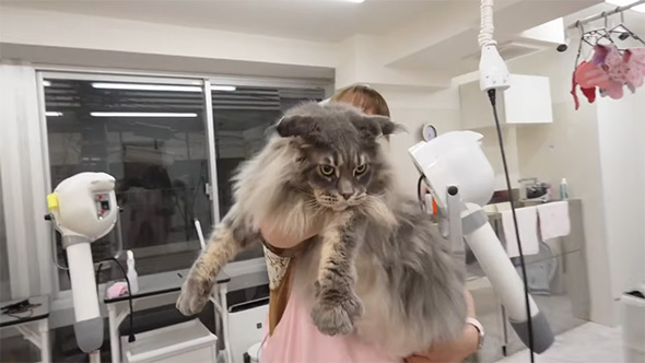 抱えられている猫