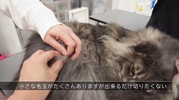 小さな毛玉がたくさんありますが