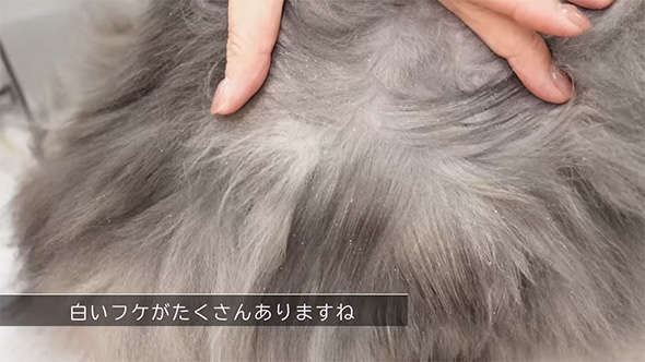 白いふけがたくさん