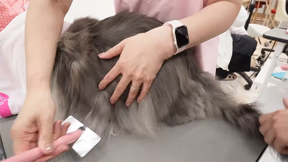 猫とスリッカーブラシ