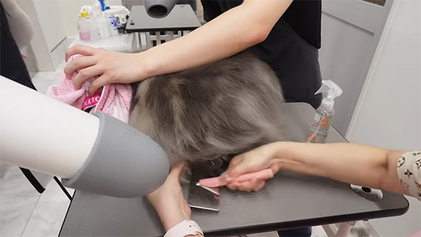 ドライヤー中の猫