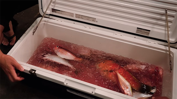 クーラーボックスの中に氷と魚