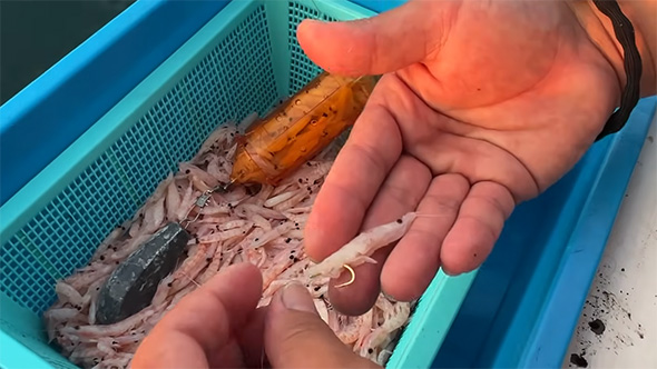 釣り餌のエビ