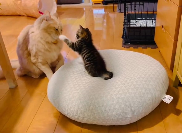 兄猫に勝負を挑む弟猫