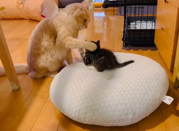 兄猫に勝負を挑み敗北する弟猫
