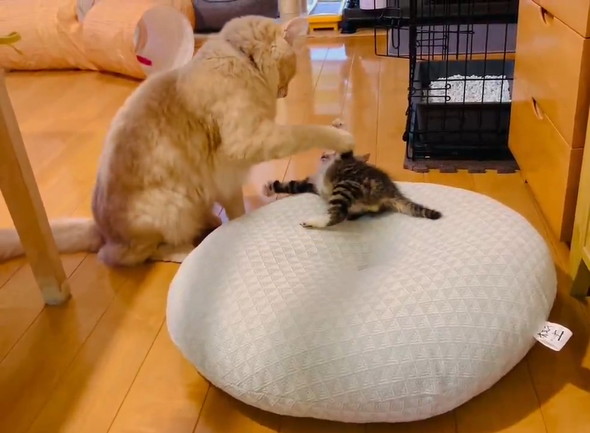 兄猫に勝負を挑み敗北する弟猫