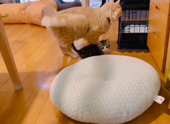 兄猫に勝負を挑み敗北する弟猫