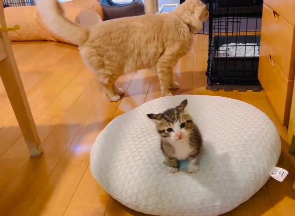 敗北報告をする弟猫