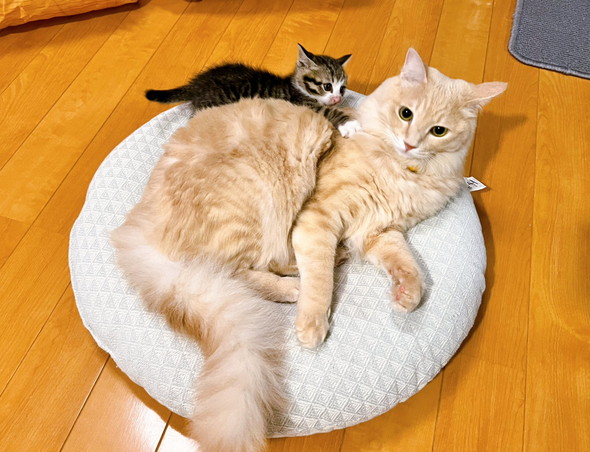 子猫とお兄ちゃん猫