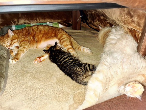 こたつの中で寝る猫ちゃんたち