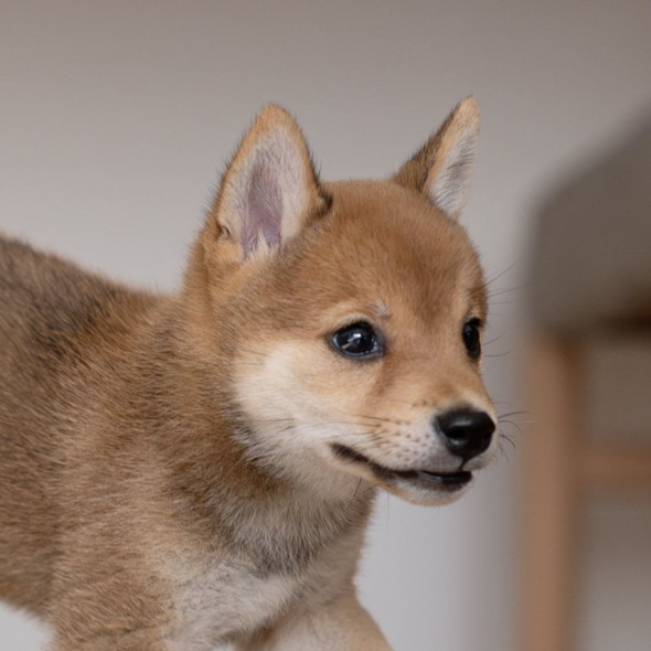 空中浮遊ワンコ