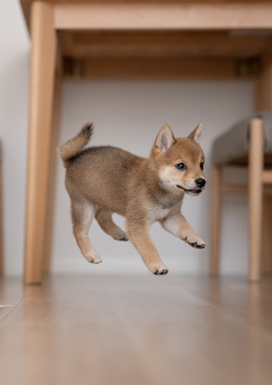 空中浮遊ワンコ