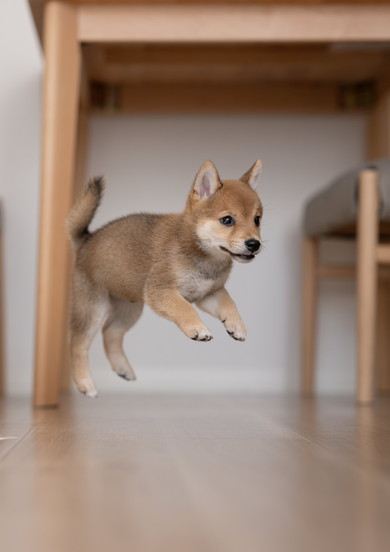 空中浮遊中ワンコを連写したした写真