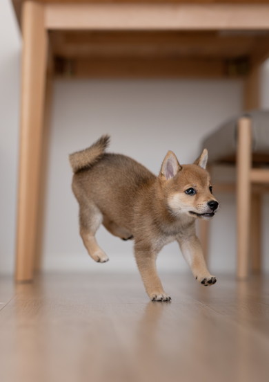 空中浮遊中ワンコを連写したした写真