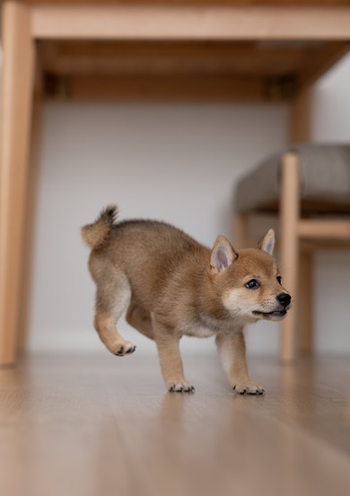 空中浮遊中ワンコを連写したした写真