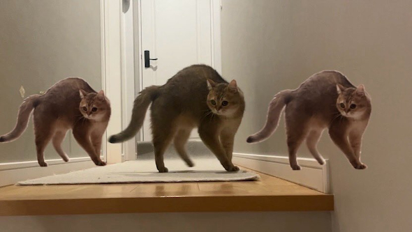 やんのかステップの猫を並べる