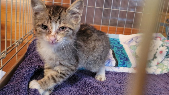 雨の日に拾った子猫