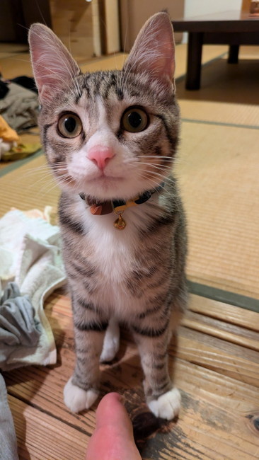 雨の日に拾った子猫