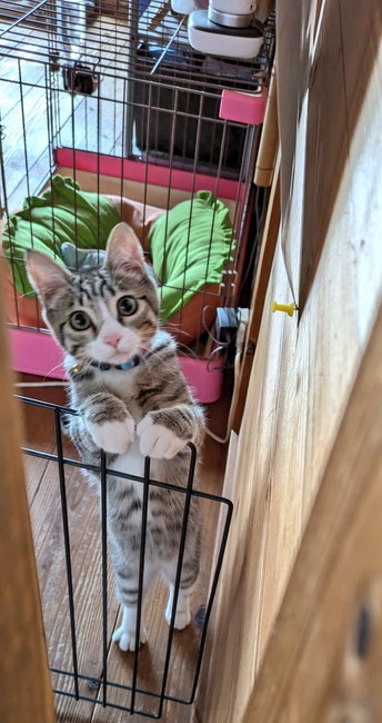 雨の日に拾った子猫