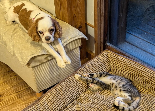 雨の日に拾った子猫