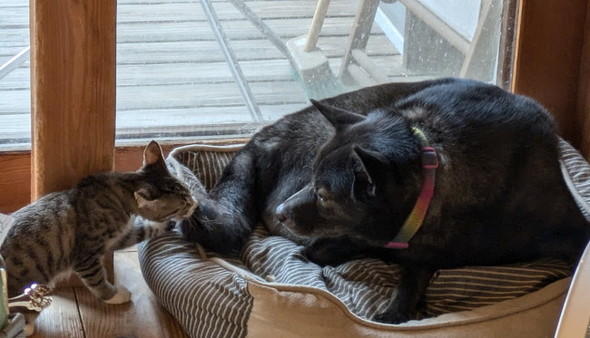 雨の日に拾った子猫