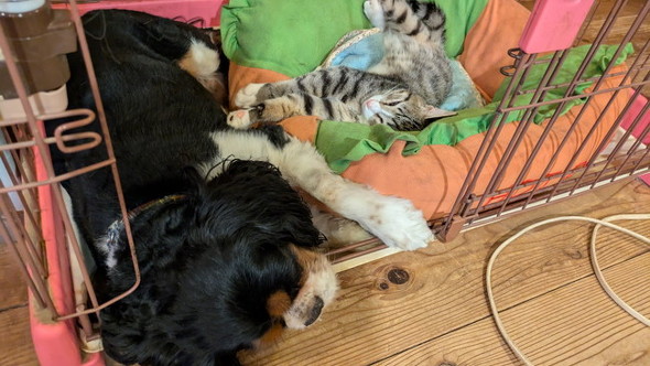 雨の日に拾った子猫