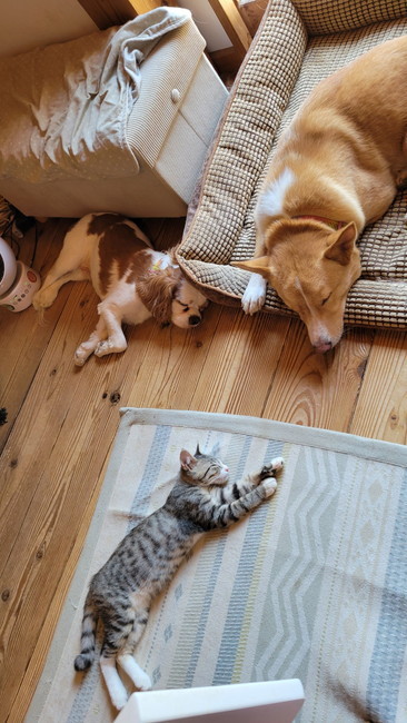 雨の日に拾った子猫