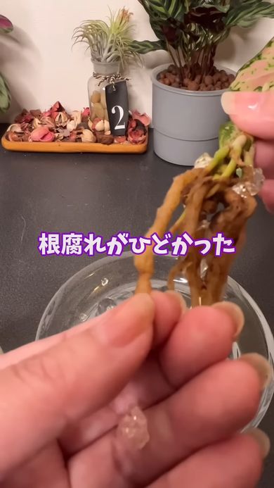 ダイソーで買ったアグラオネマが根腐れしていた