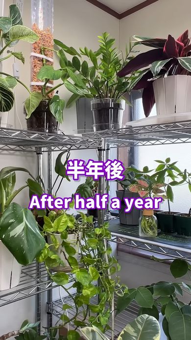 水耕栽培に切り替えて半年後