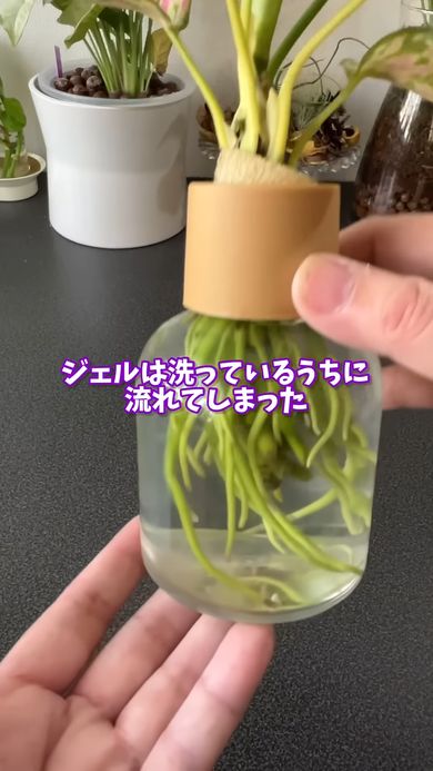 元気になったダイソーのアグラオネマ