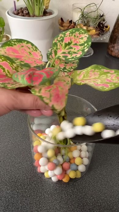 ハイドロボールが入っている容器に移し替える