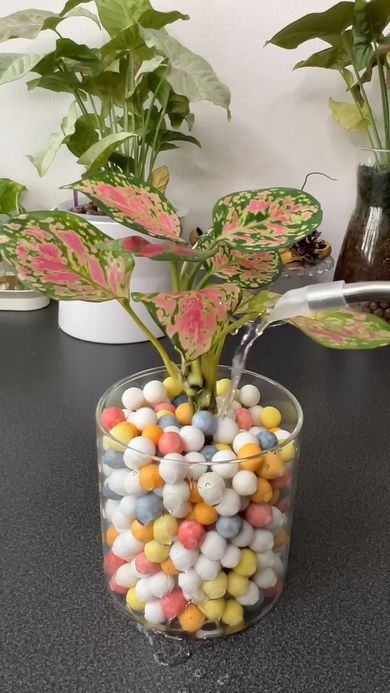 アグラオネマの容器に水で薄めた園芸用活力剤を注ぐ