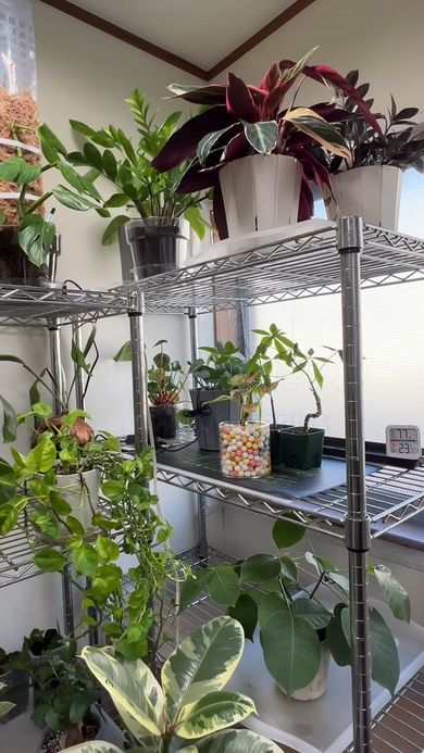 他の植物と並んでいるダイソーのアグラオネマ