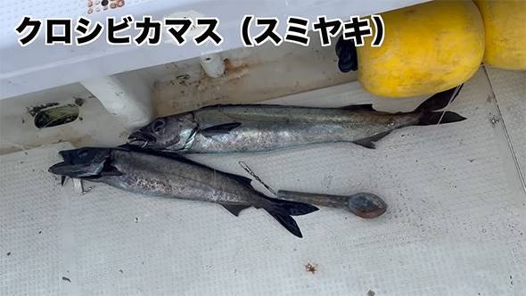 クロシビカマス