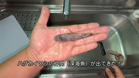 ハダカイワシの仲間が