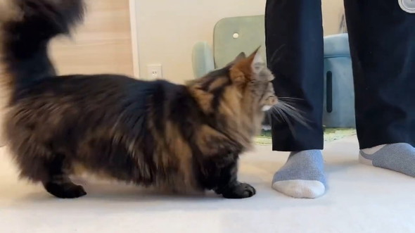 飼い主を見る猫