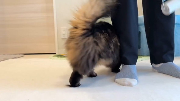 体をこすりつける猫