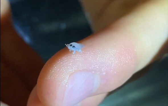 SNSで話題の地球外生命体みたいな生き物