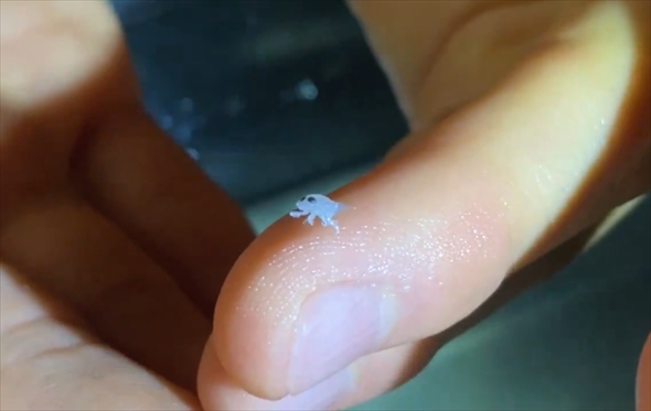 SNSで話題の地球外生命体みたいな生き物